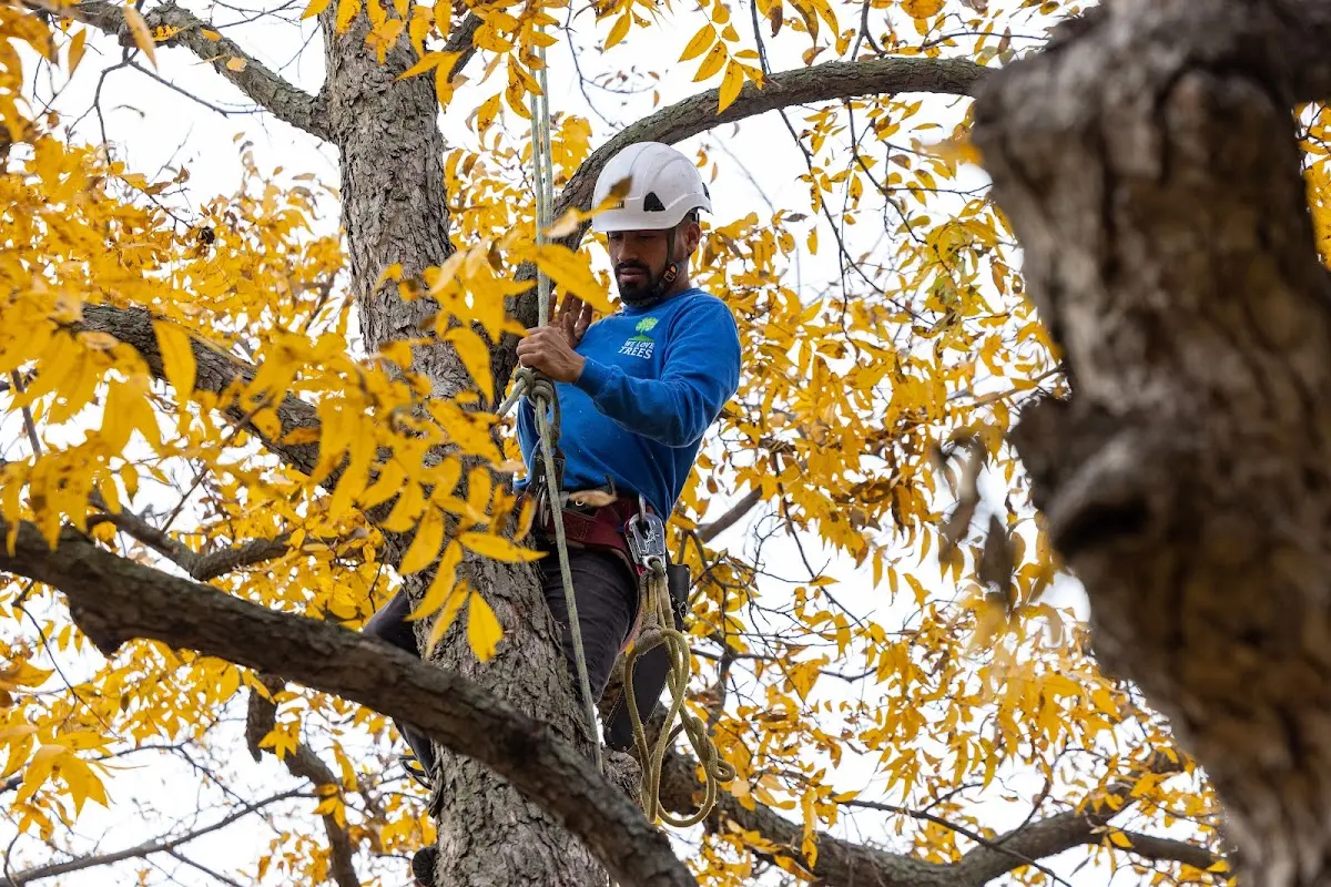 Skilled Tree Planing crew working in Waterbury