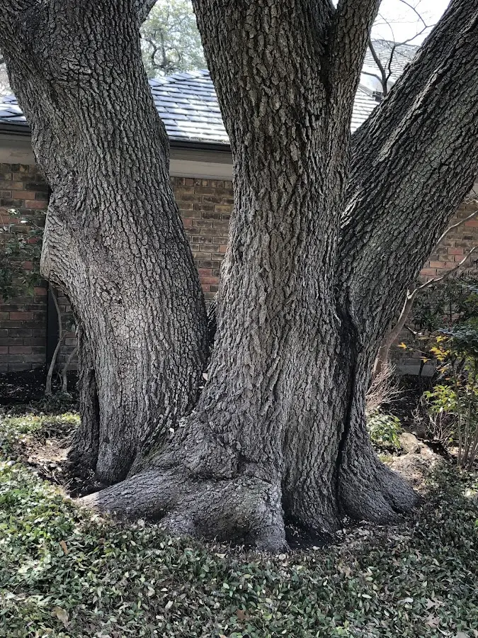 Mature heritage tree close to a Waterbury property cared for by certified arborists